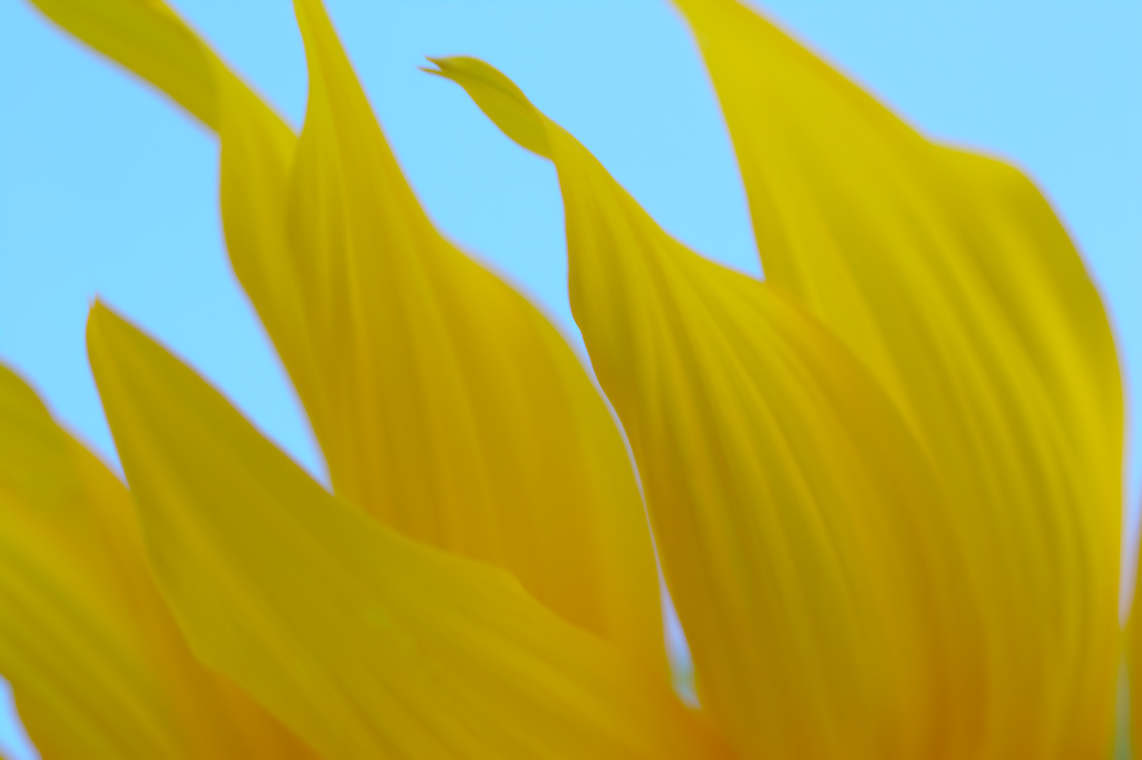 Sunflower Petals